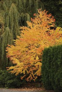 Katsura Tree Plant Profile
