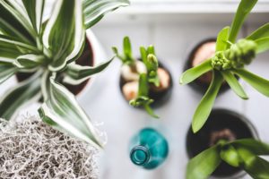 houseplants-792091_960_720