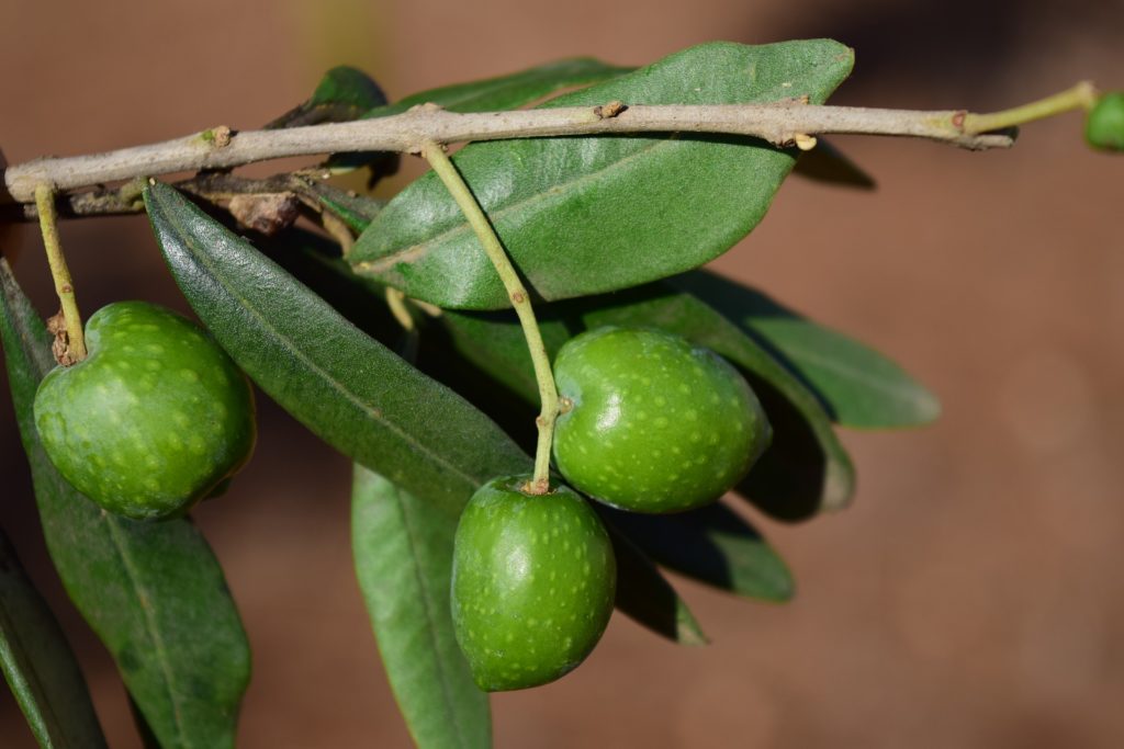 Olive tree branch Olives