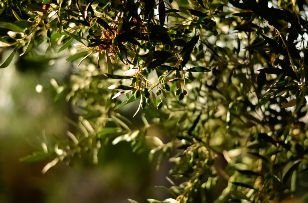 Olive Tree Care And How To Keep Them Healthy Inside Your House