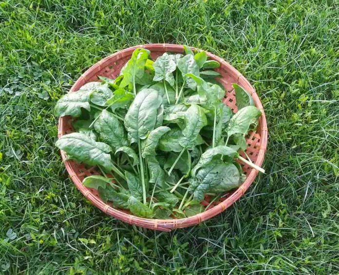 When And How To Harvest Spinach?