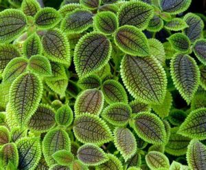 Friendship Plant