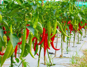 Green Chili Plants