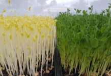 How To Grow Microgreens Without soil? How To Grow Microgreens Without Soil