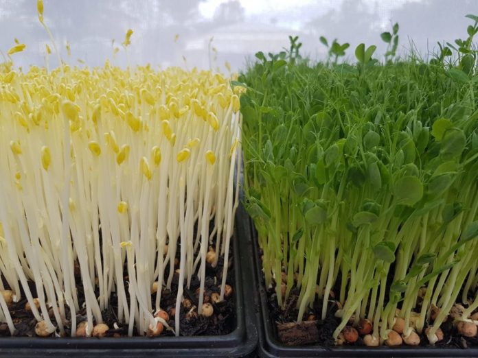 How To Grow Microgreens Without Soil