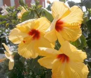 Hibiscus Flower
