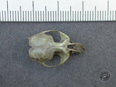 photos of owl pellet bone identification