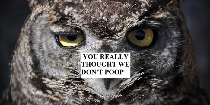 Do Owls Poop?