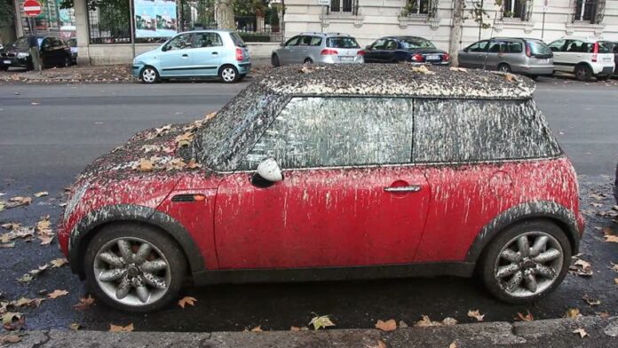 how to remove bird poop off car