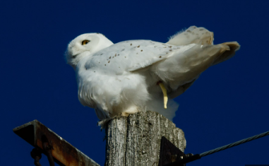 Owl pooping on a pole