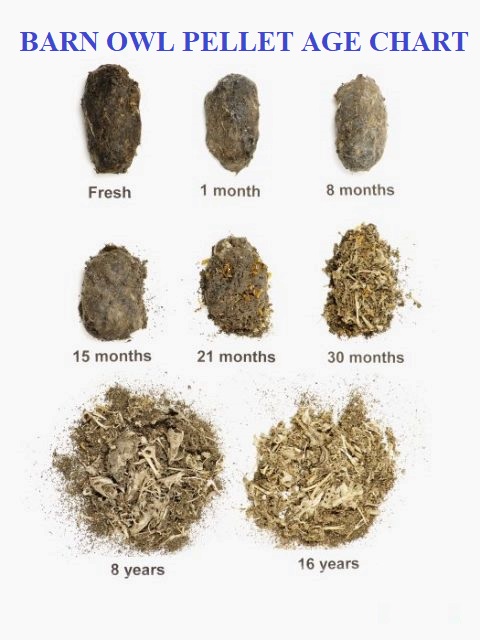 Barn Owl Pellet Age Chart