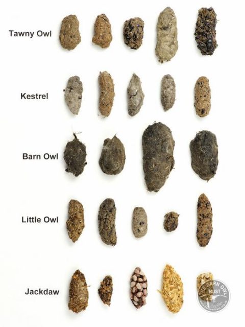 Different Owl Pellets 