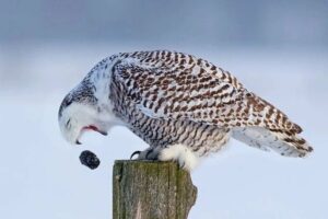 white owl vomitting owl pellets