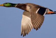 Can Ducks Fly – A Complete Guide on Ducks Flight Can Ducks Fly