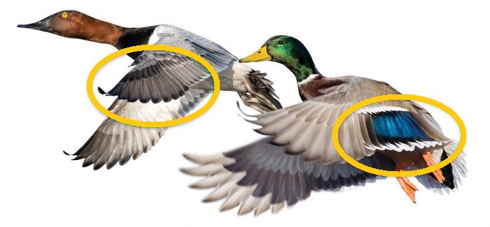 Duck birds flying feathers