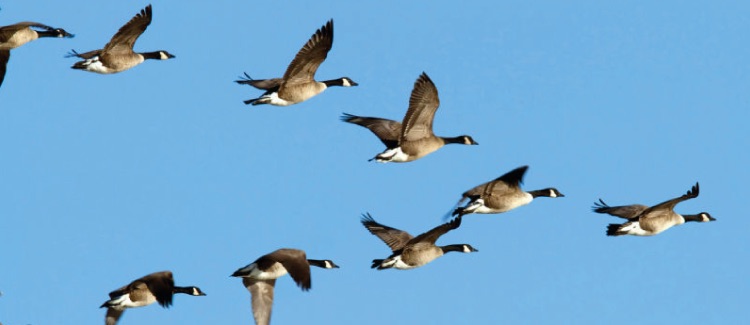 Ducks flying in v formation to save energy