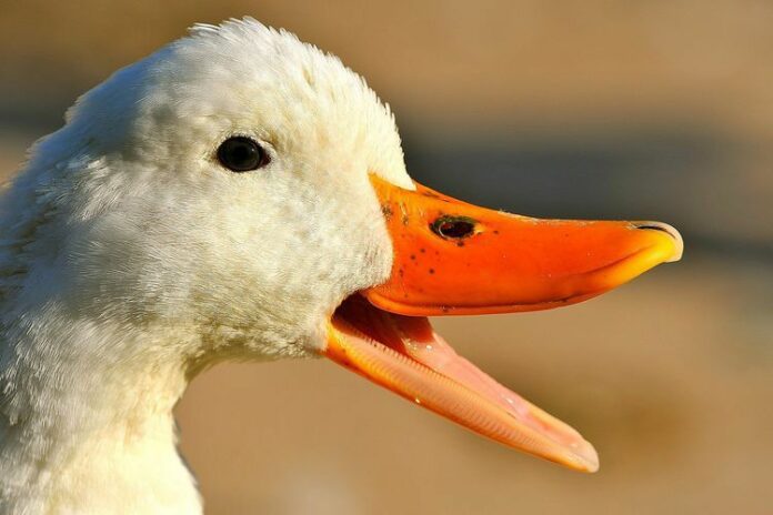 do ducks have teeth