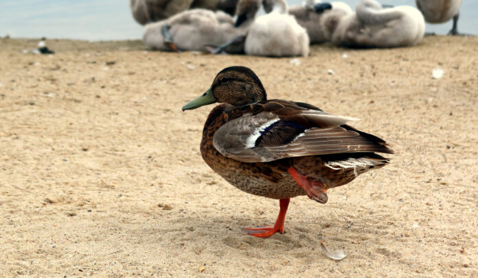 Why Do Ducks Stand on One Leg?