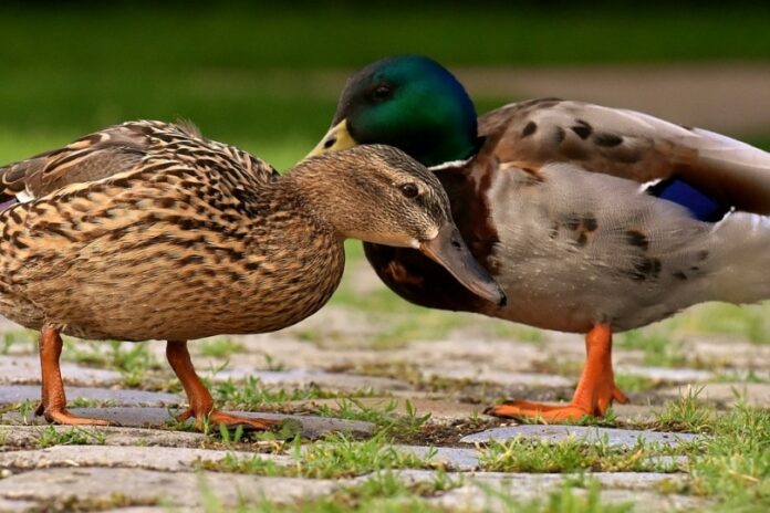 do ducks mate for life