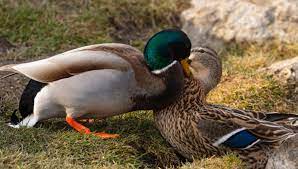 Ducks trying to mate