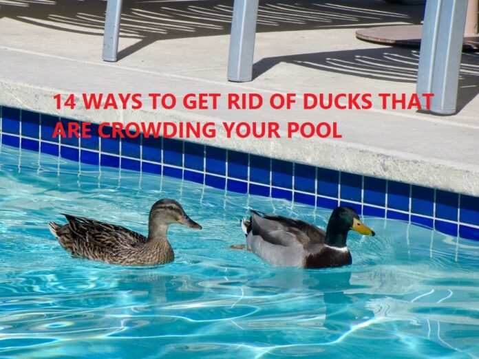 Simple Tips for Keeping Ducks Away From Your Pool
