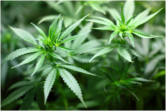 Seedling Cannabis marijuana is used to make delta 8
