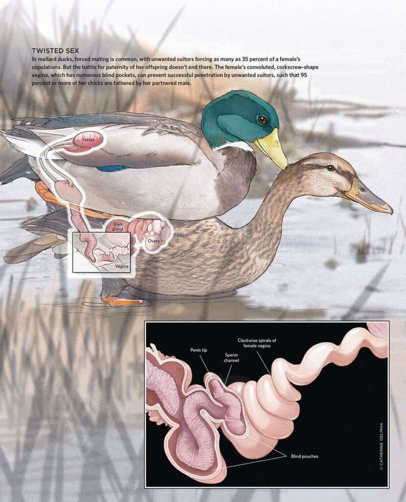 Mallard Ducks have forceful mating 