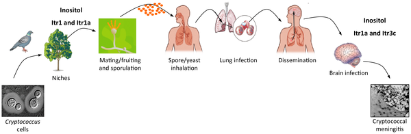 Cryptococcosis cycle due to bird dropping