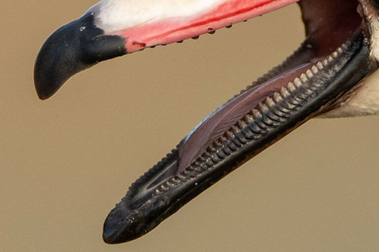 lamellae are duck teeth
