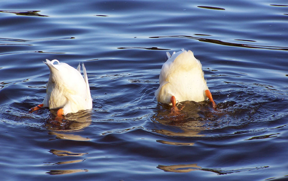 2 ducks diving to eat