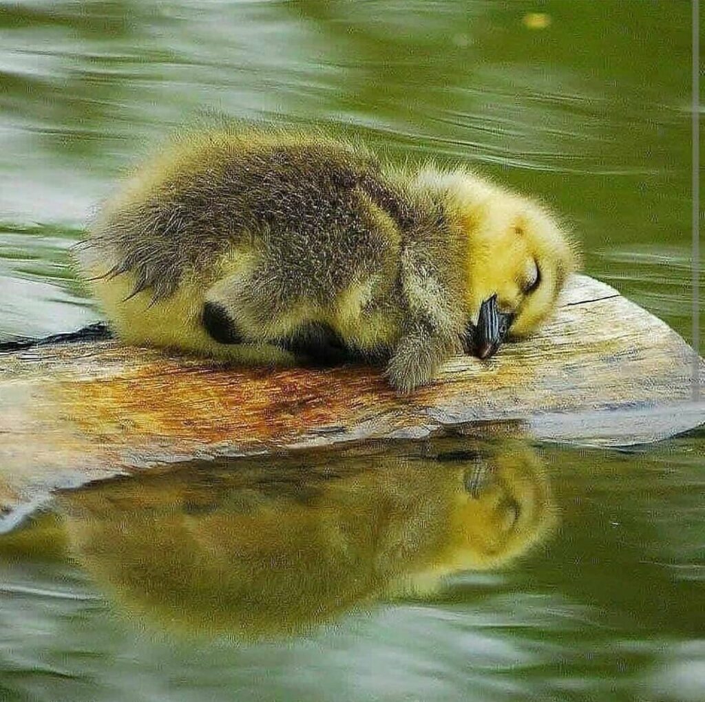 Baby Duckling Sleeping on a Wooden Log