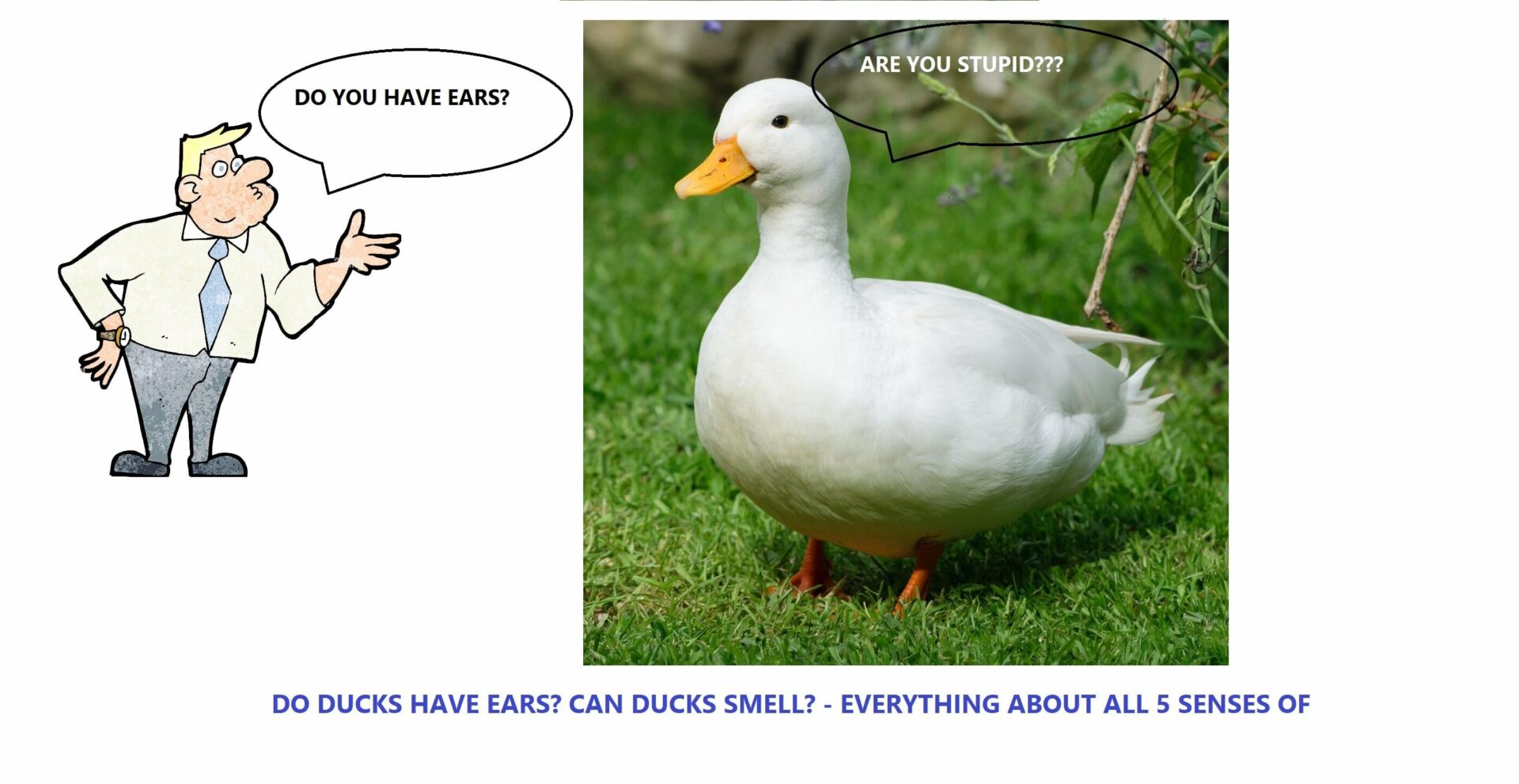 Understanding Waterfowl The 5 Senses Do Ducks Have Ears? fixthelife
