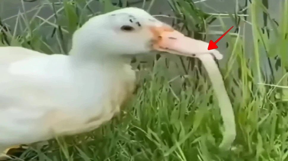 Ducks Eating Snakes