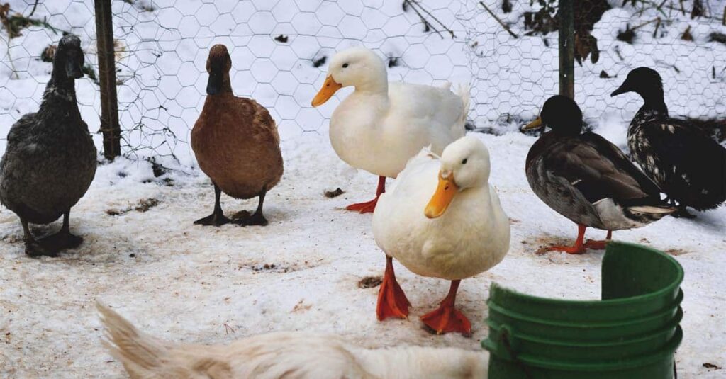 Ducks Searching food in the Snow Winters