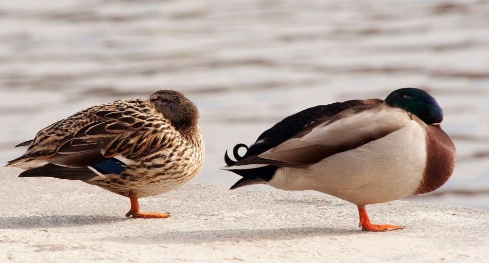 Ducks sleeping on grass with one eye open