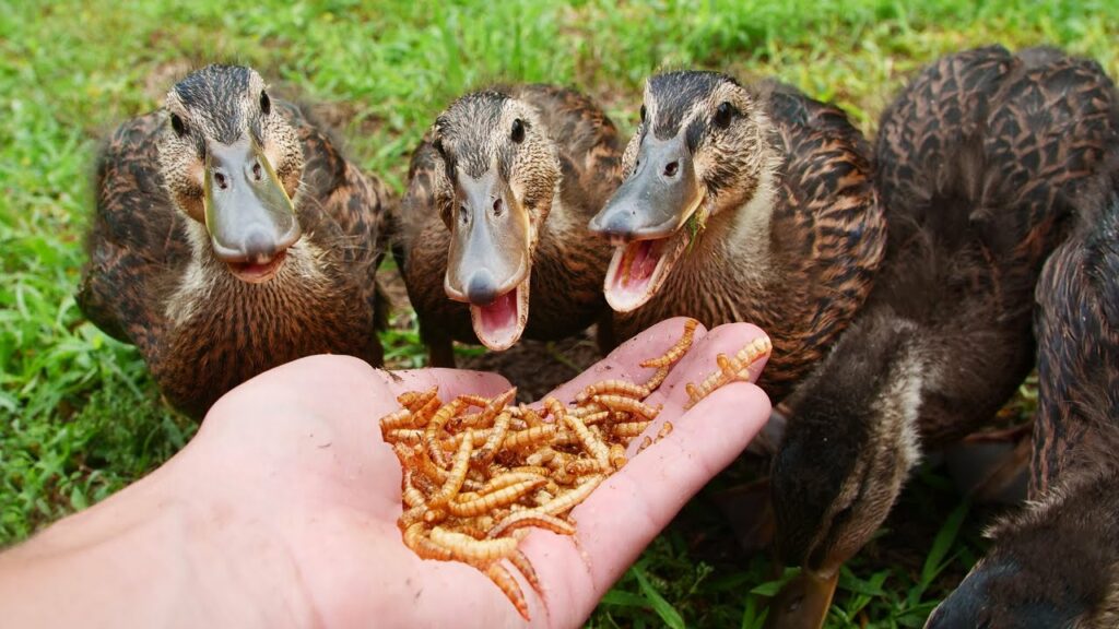 Feeding Mealworms to the Ducklings