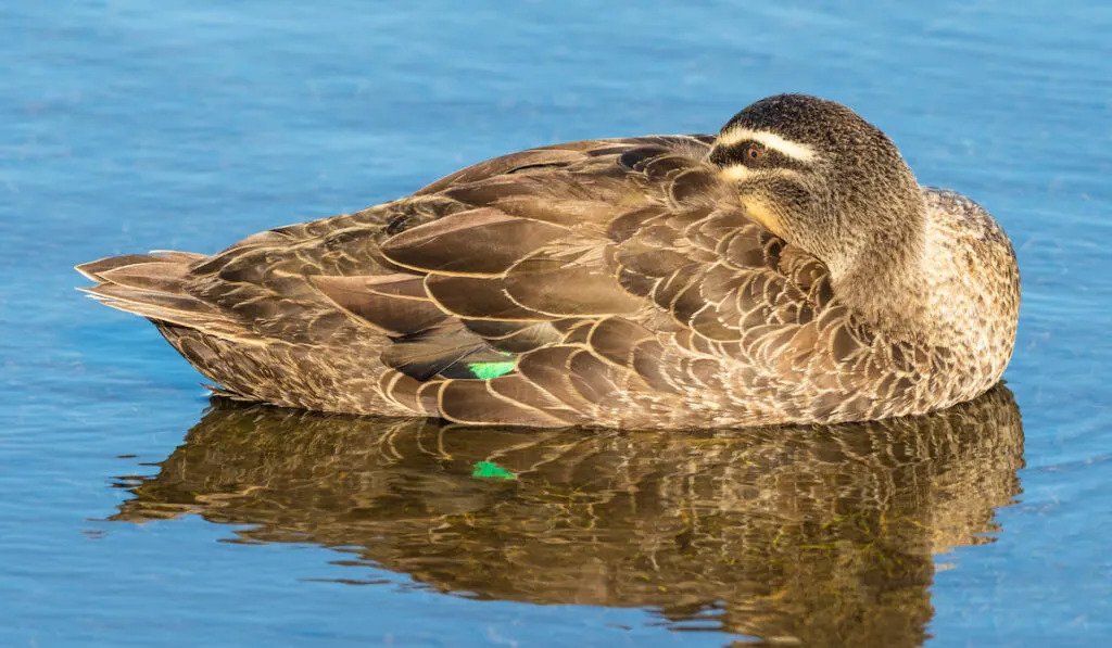 Pacific duck sleeping on water with one eye open