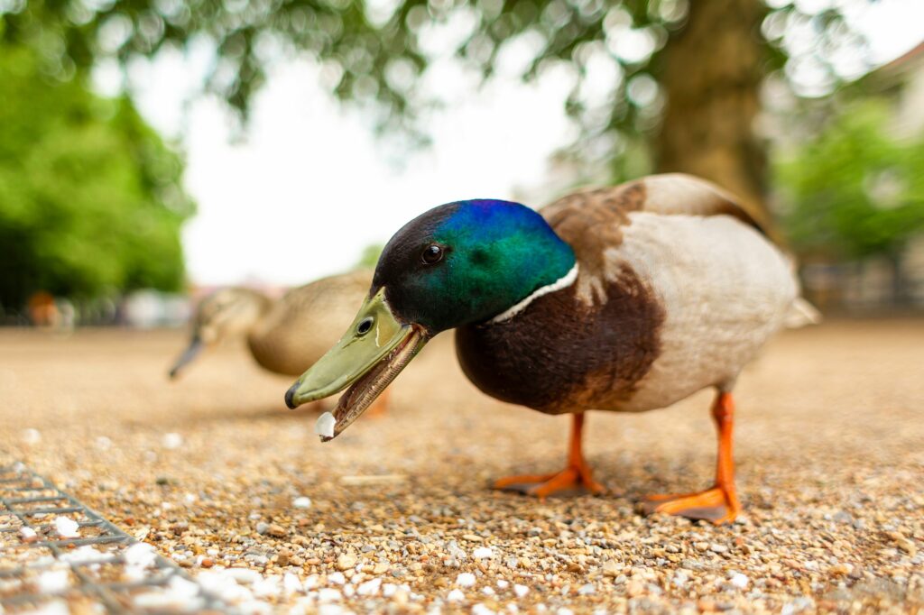 What Do Ducks Eat? Guide) fixthelife