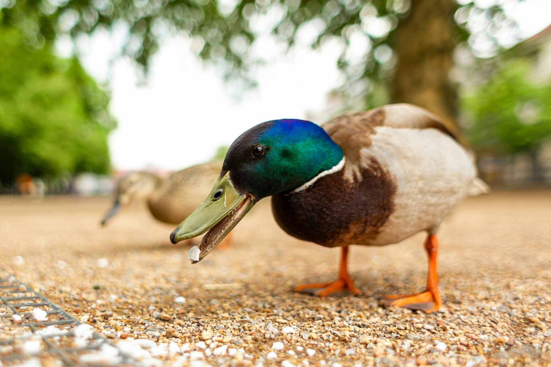 What Do Ducks Eat? Guide) fixthelife