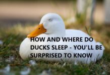 How and Where Do Ducks Sleep?- You’ll Be Surprised To Know Where do ducks sleep