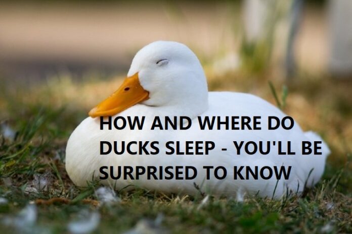 Where do ducks sleep