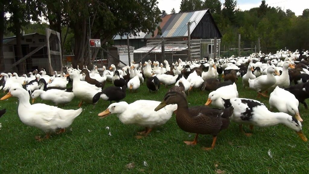  ducks eating grass