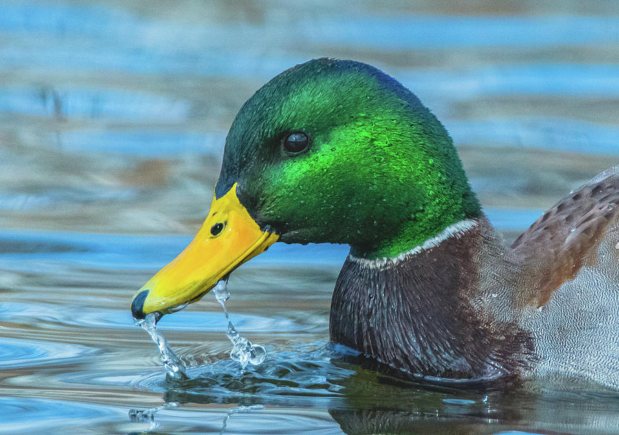 Mallard Duck Drinking Water