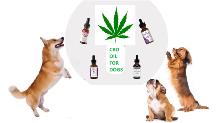 CBD Oil for Dogs