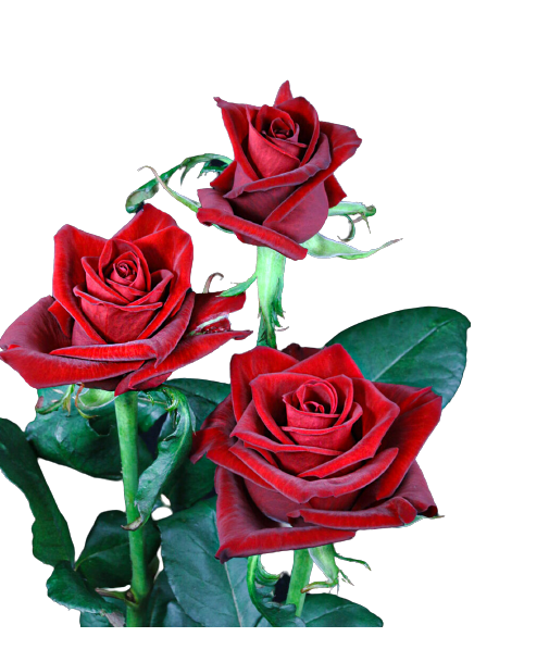 Rose Ever Red