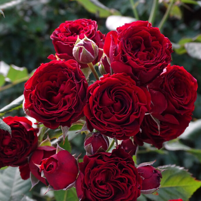 Best Roses in Passion Red Color