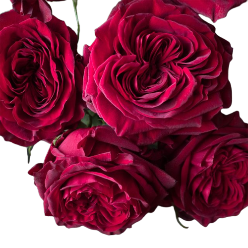Rose Hearts