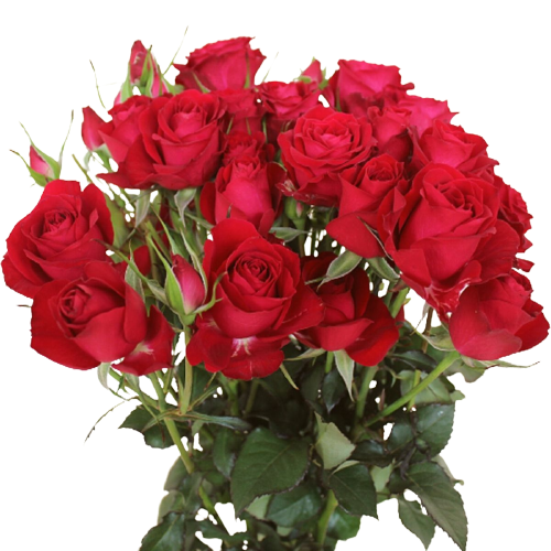 Rose Passion Blossoms