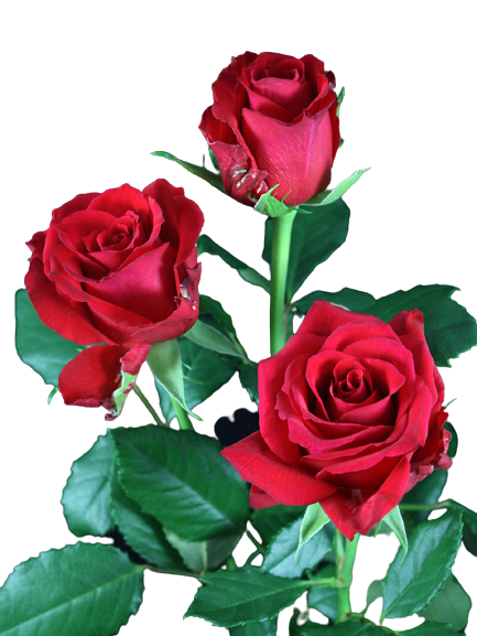 Rose Red Calypso