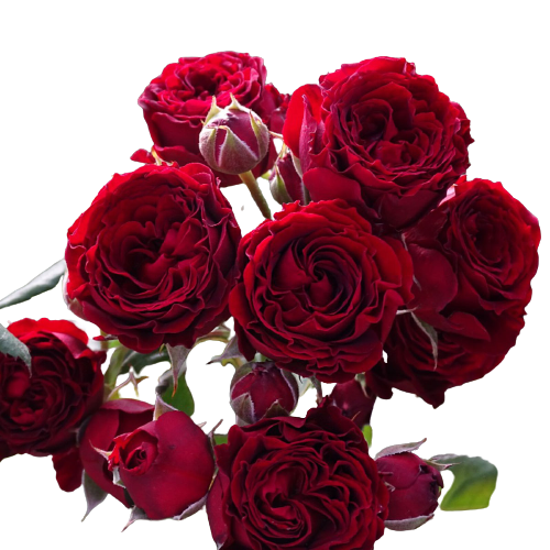 Rose Red Sensation